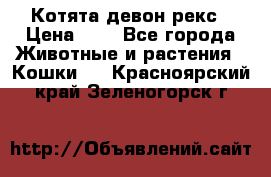 Котята девон рекс › Цена ­ 1 - Все города Животные и растения » Кошки   . Красноярский край,Зеленогорск г.